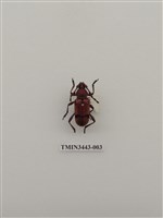 藏品(紅艷天牛)的圖片